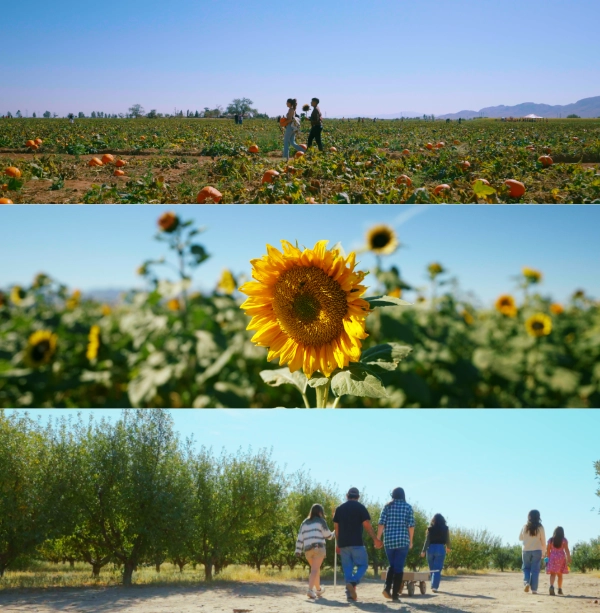 Stills from Apple Annie's Orchard cinematic brand videos